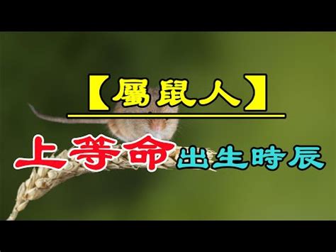 2008屬鼠|2008年屬鼠是什麼命？最全命相批註！